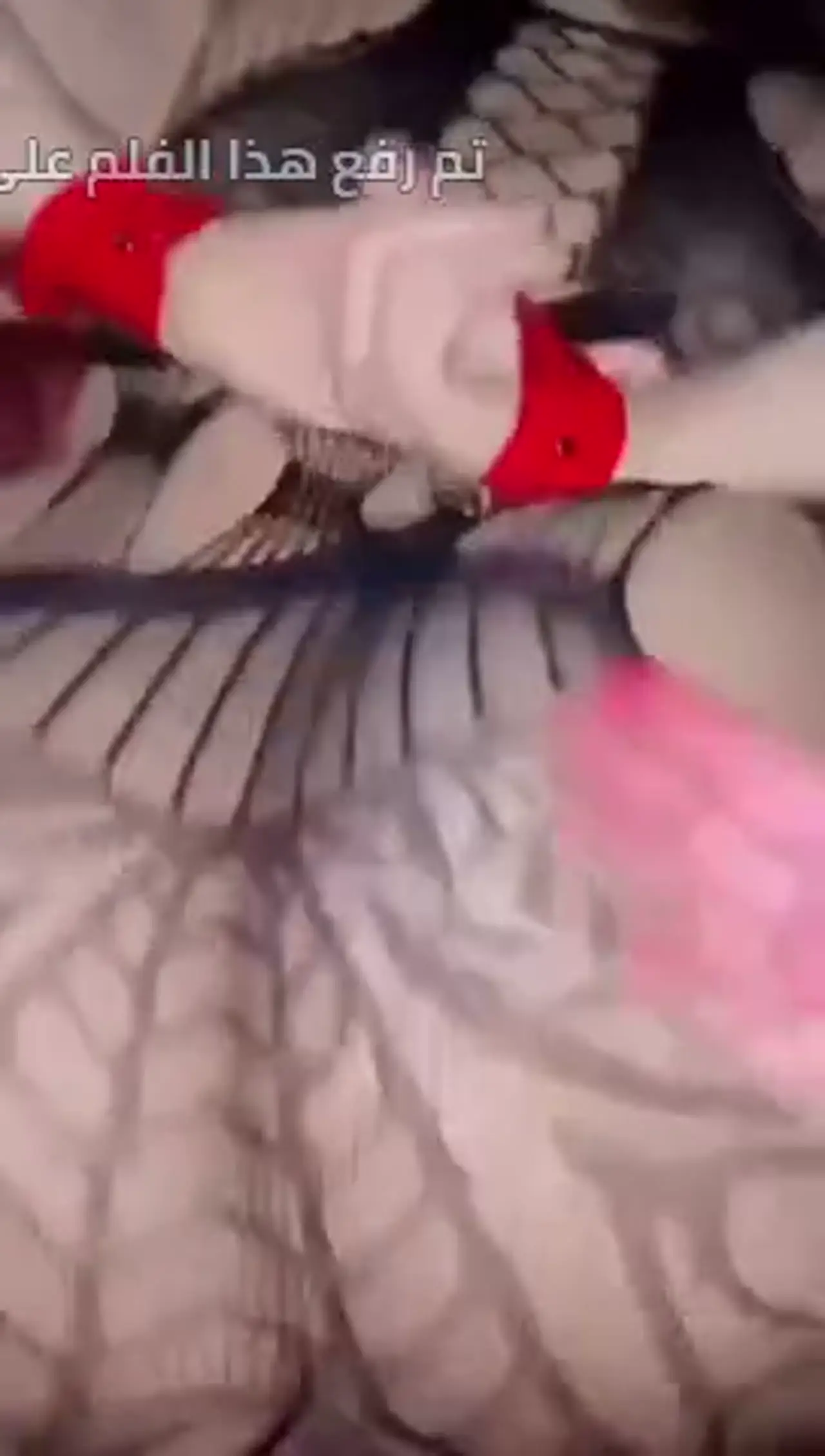 نيك وكتل قوي.. شرموطة في شبكة سوداء وكعب أحمر بتتفشخ وتترعش تحت الضرب - سكس عرب مترجم جاذبية طبيعية جداً 3